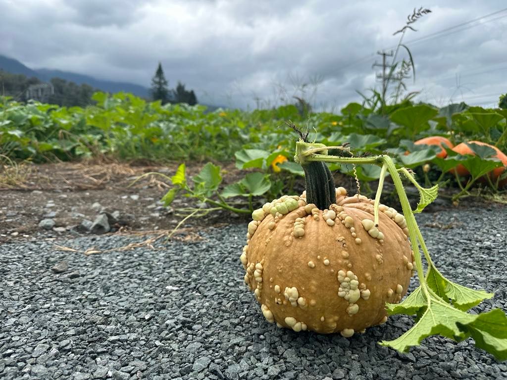 Harvest Festival 