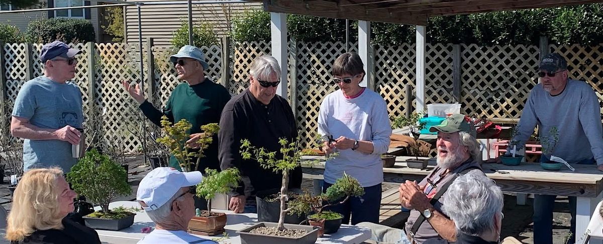 Bonsai Club- Tiny Trees, Big Joy