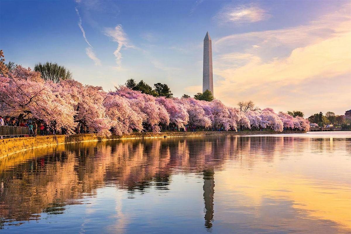 Wake Up with the Cherry Blossoms