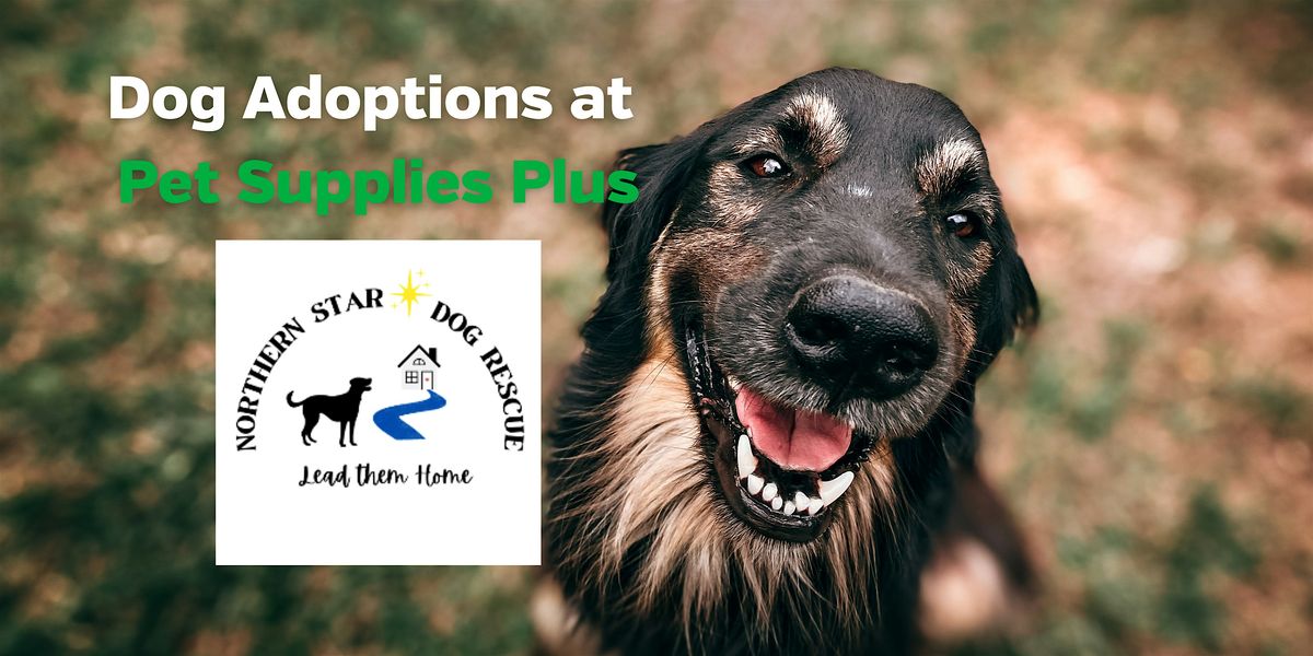 Dog Adoptions with Northern Star Dog Rescue