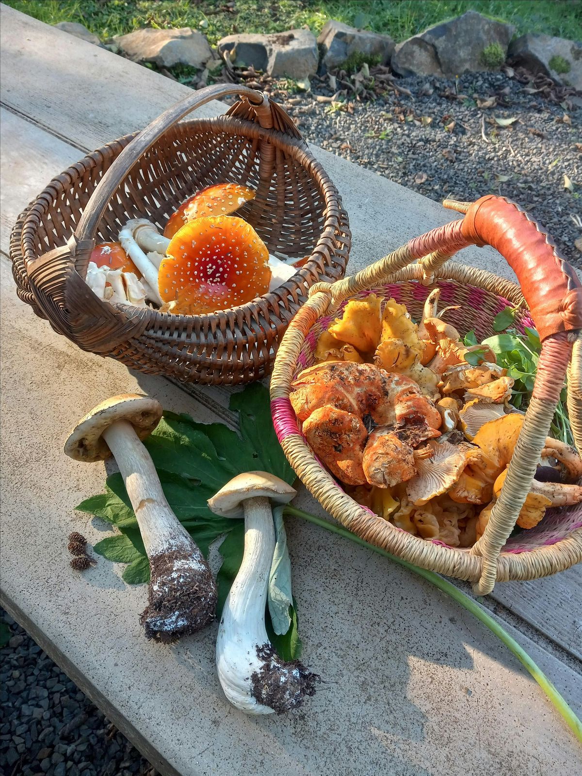 Intro to Mushroom Foraging