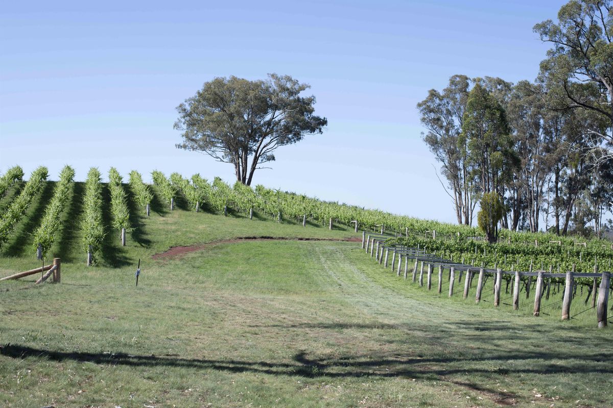 Tasting Topper's Mountain Wines with the winemaker Jan Taborsky