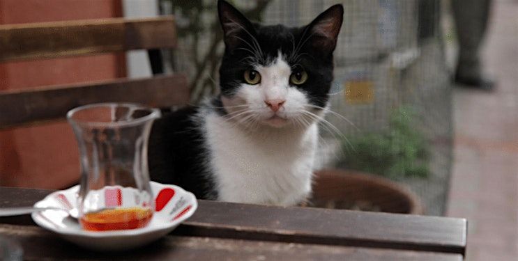 Film Night - Kedi