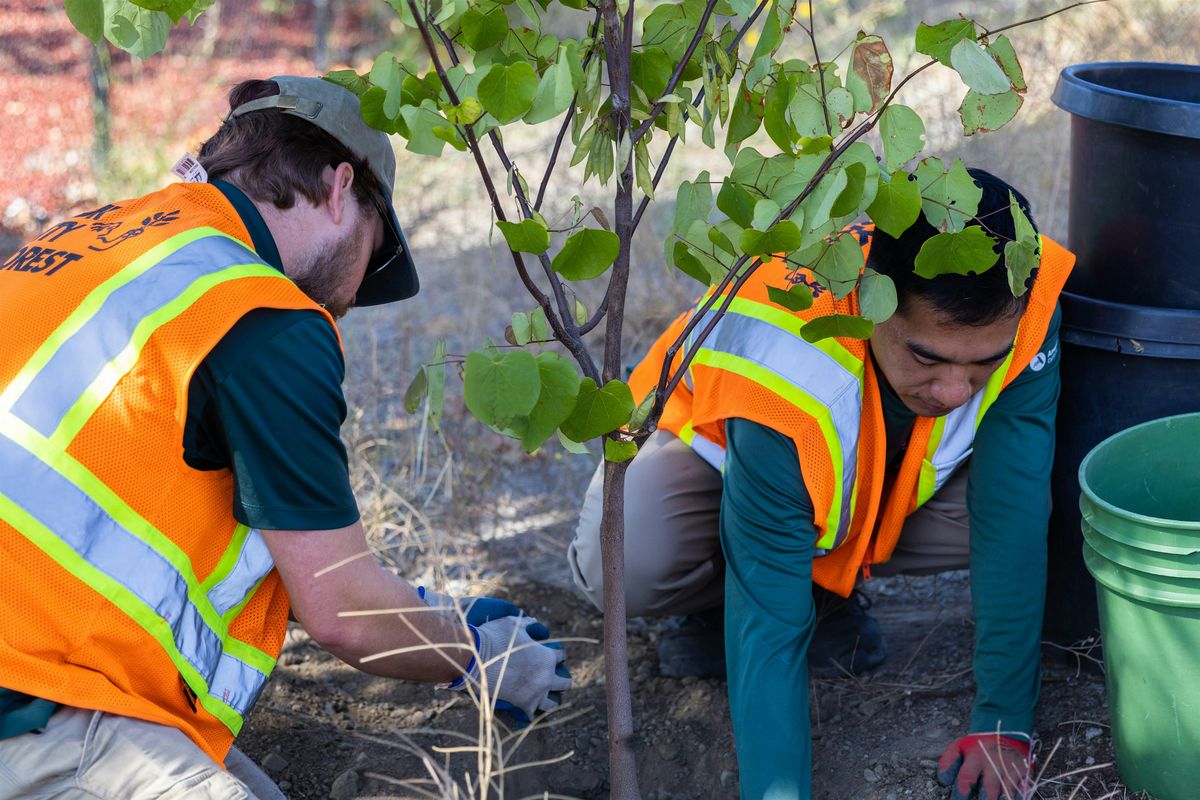 George Shirakawa Elementary Planting with Our City Forest