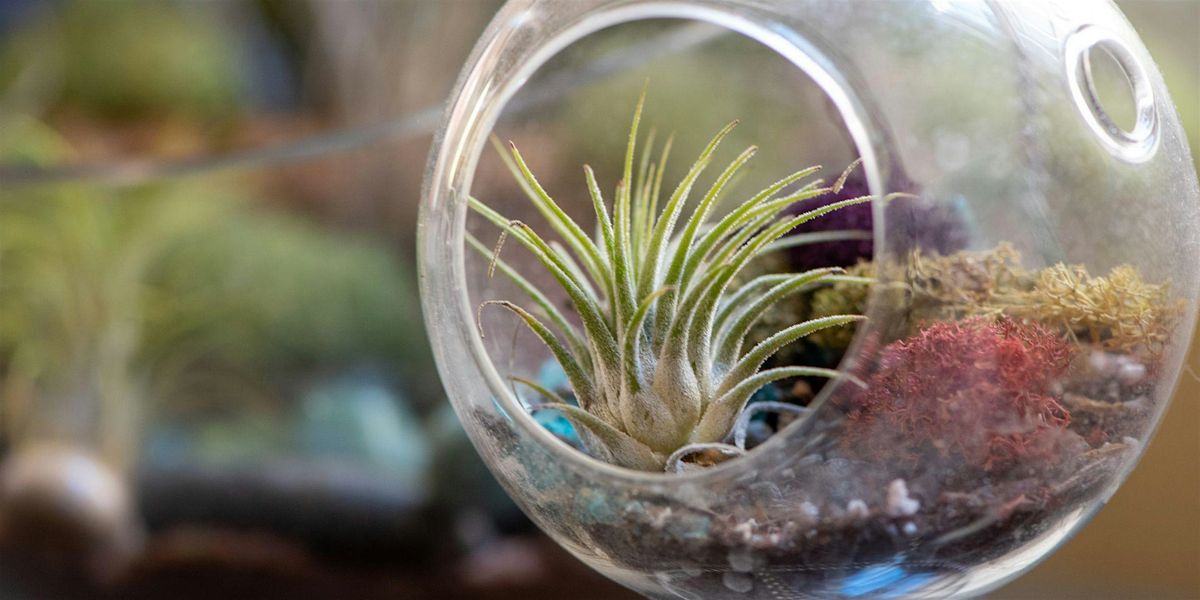 Air Plant Terrarium Workshop