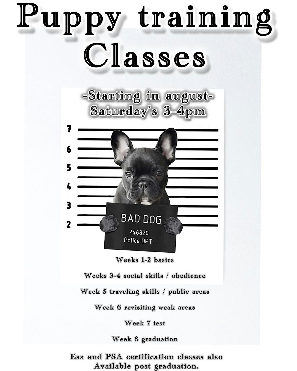 Introduction to your puppy