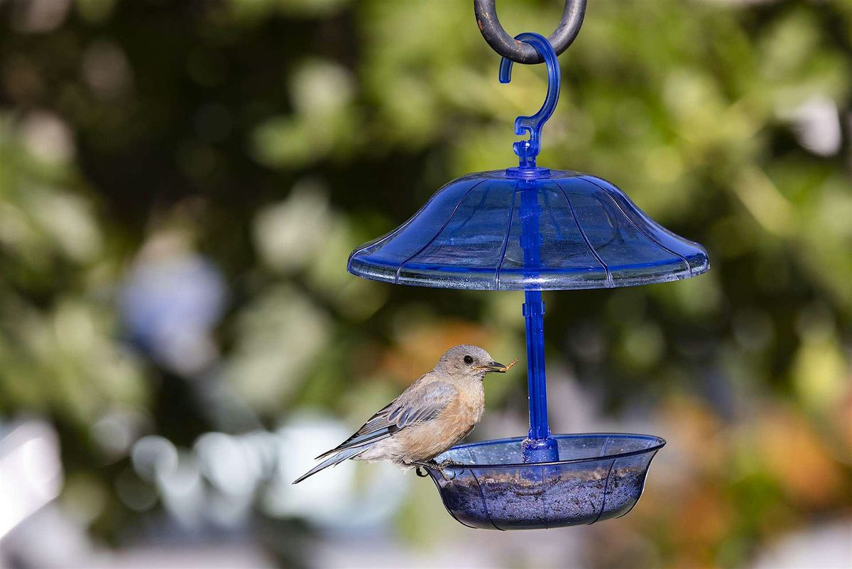 Bluebirds: From Decline to Delight