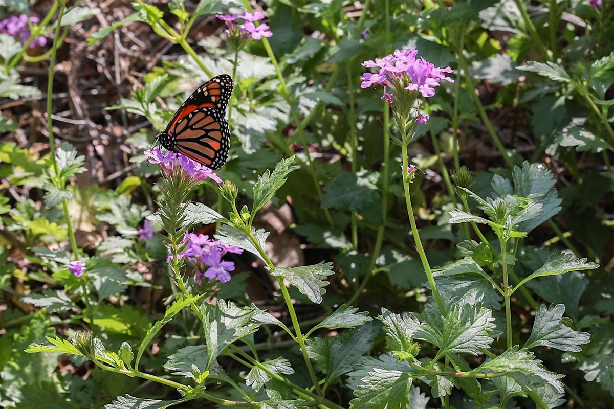 Gardening for Native Pollinators Class