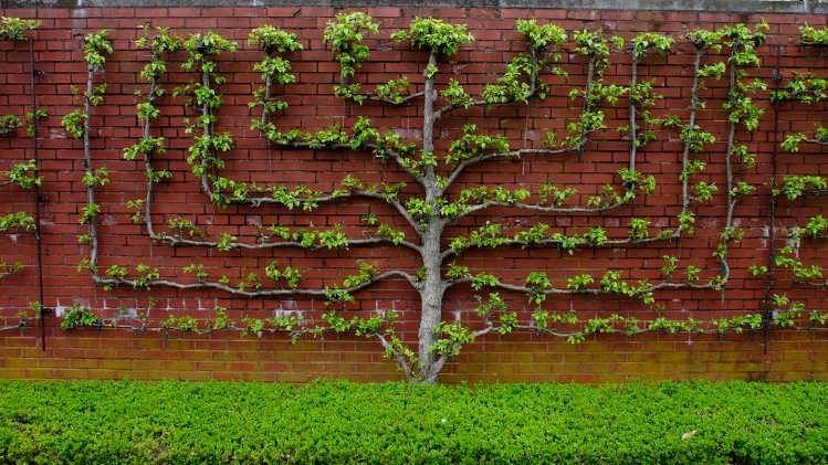 Growing and Maintaining an Espalier