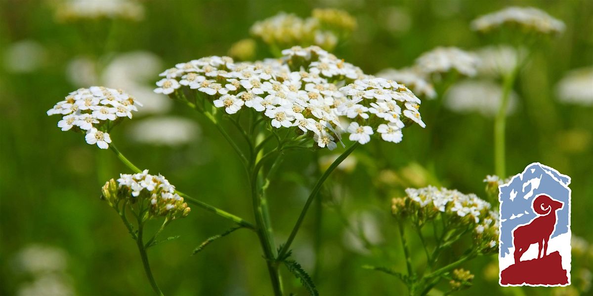 Edible and Medicinal Plants of Rocky Mountain National Park