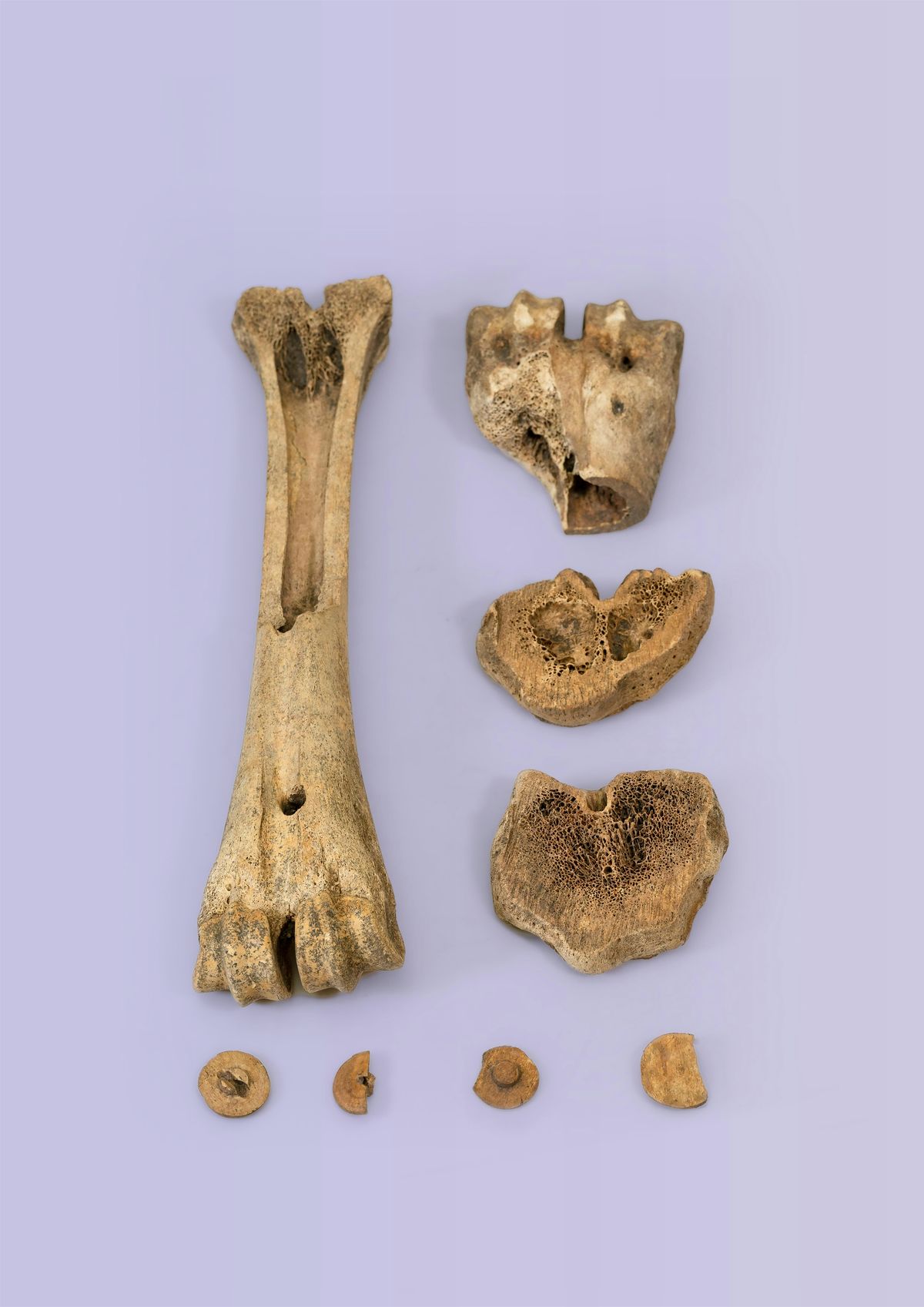 Planten en dieren in het archeologisch depot