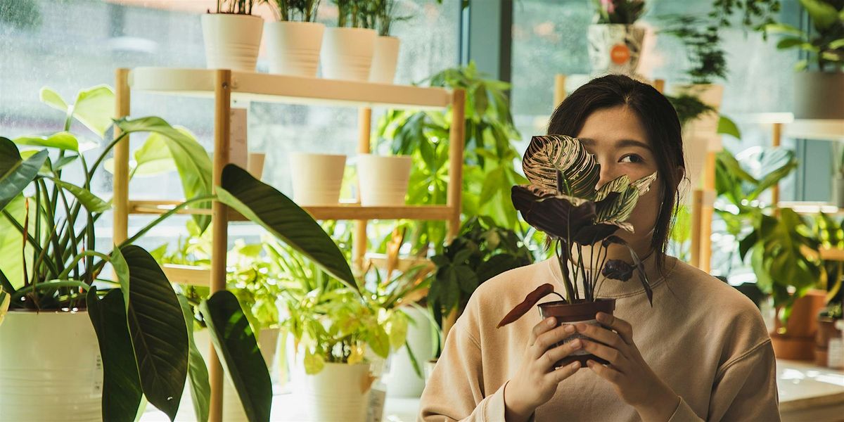 Beginners Guide to Houseplants