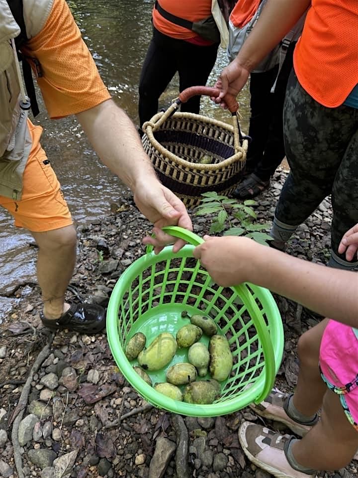 Fall 2025 Paw Paw Forage (Week 2 Saturday)