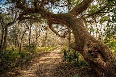 The Blind Outdoors: Brazos Bend hiking and birding