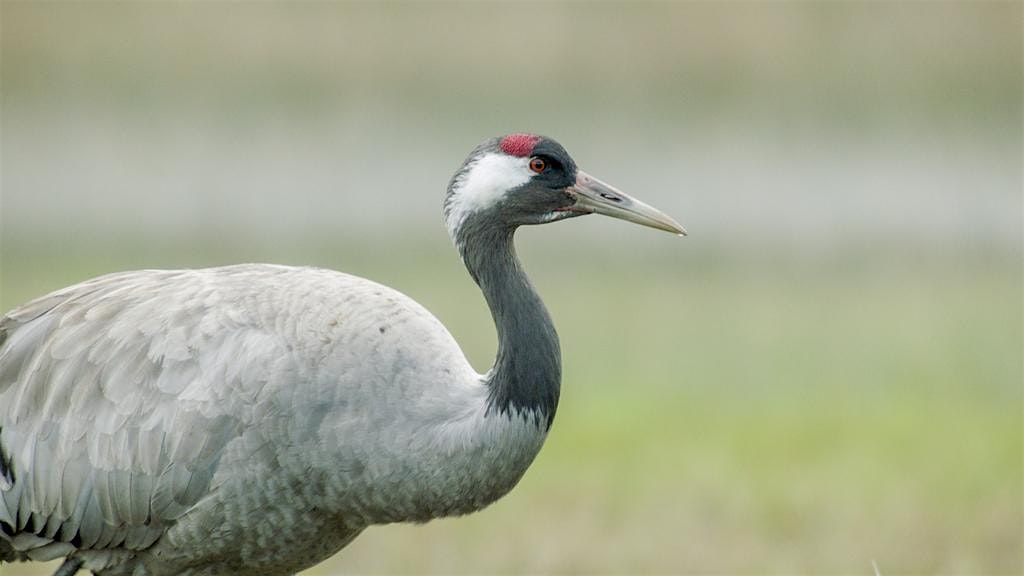 Coach Trip: WWT Slimbridge