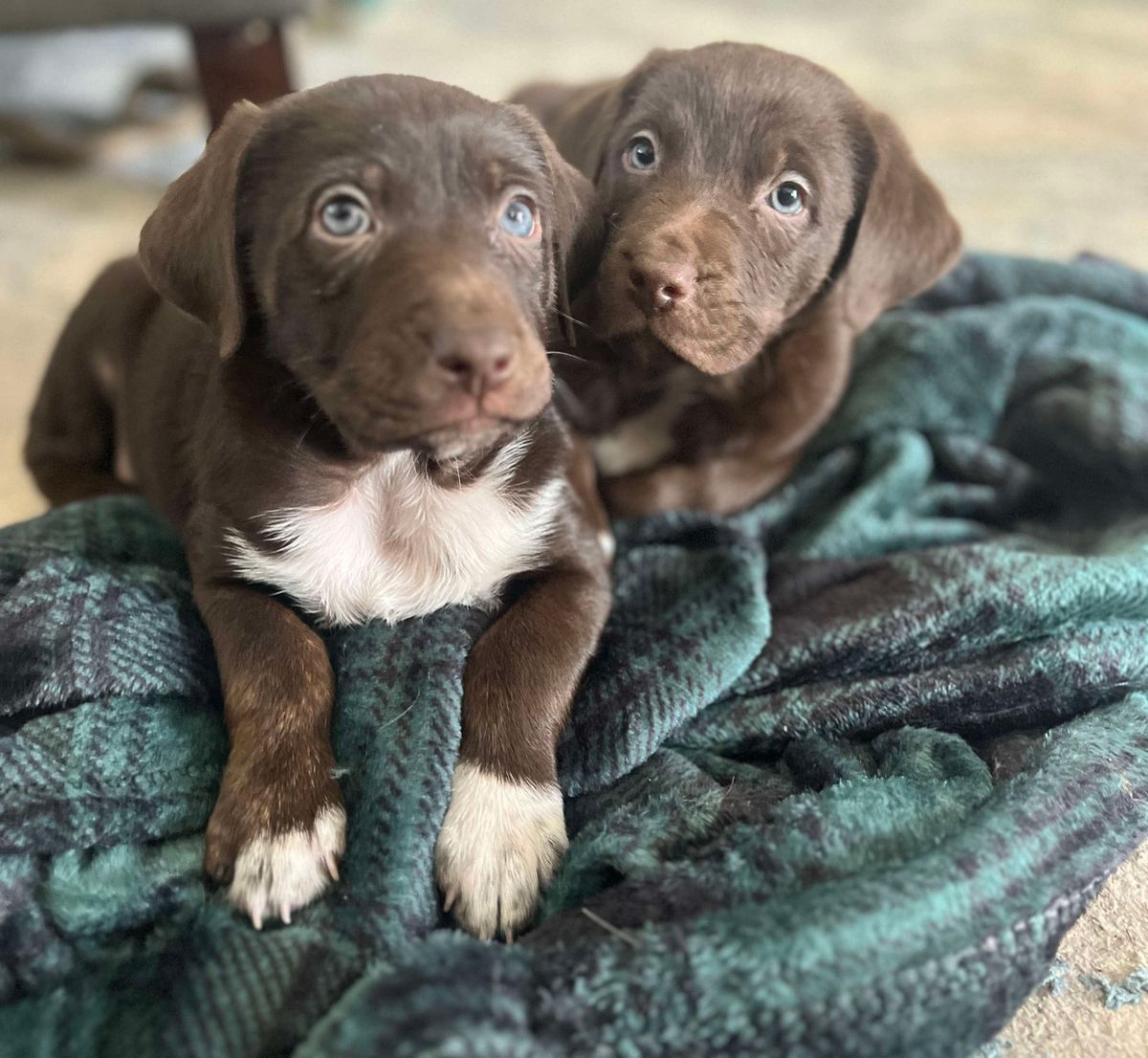 Puppies and Plants at Bourbon and Chocolate Affair!