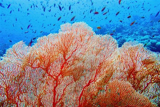 The Ocean: Common Heritage, Shared Challenges