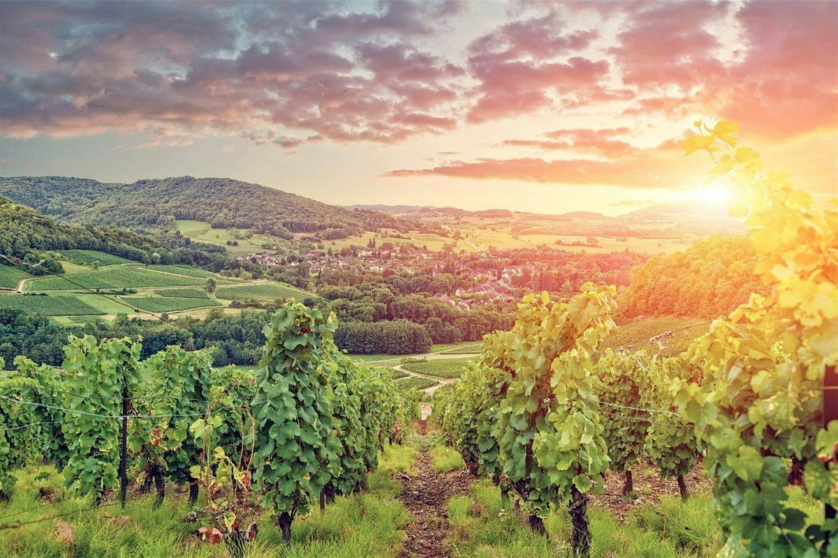 NO SOMMS ALLOWED: Burgundy and Beaujolais