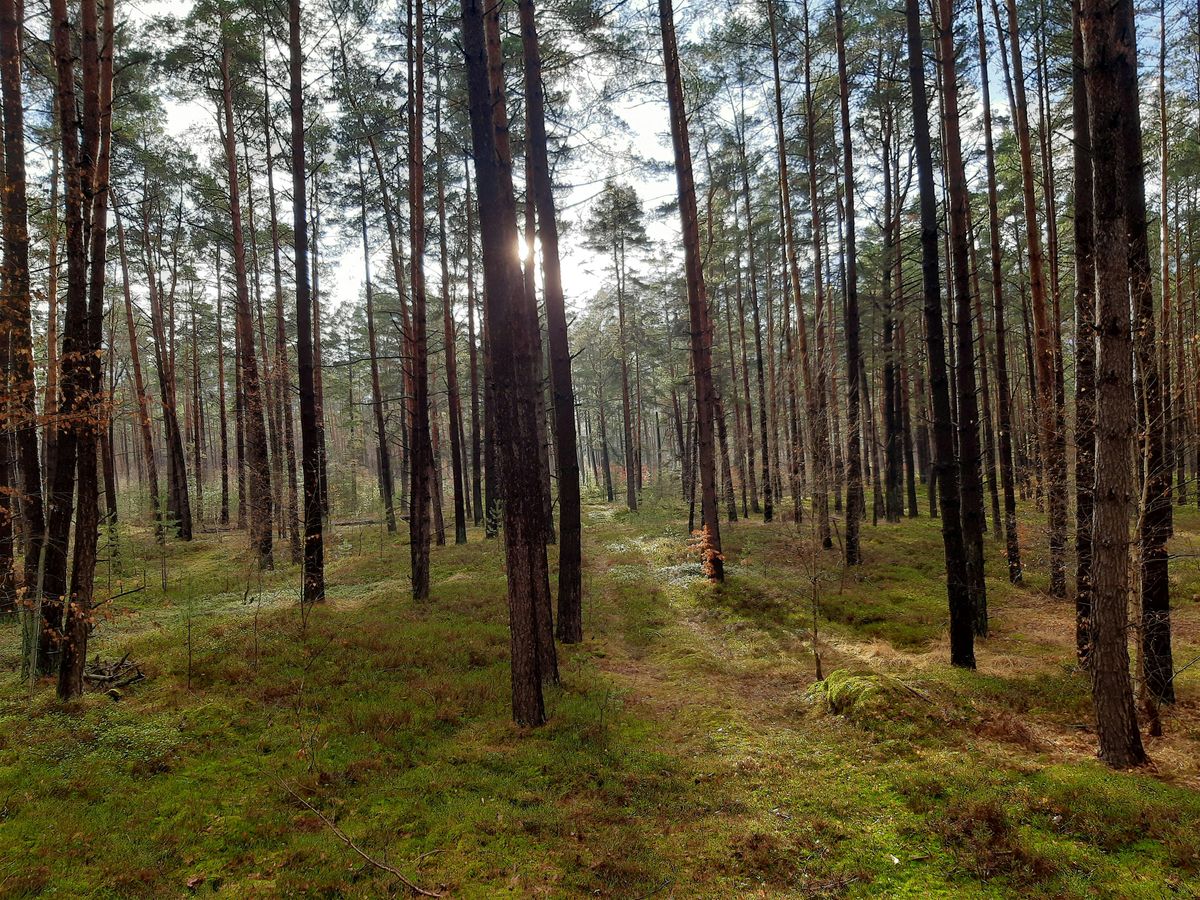 20 Jahre Eberswalder Waldkolloquium