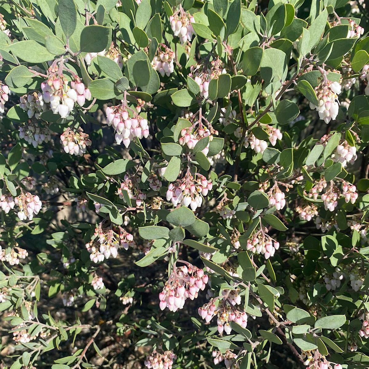 Native Plant Garden Volunteer Day at the Laguna Environmental Center