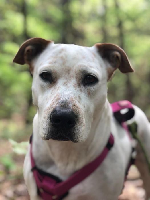 The Joy of Pet Adoption The Joy of Pet Adoption