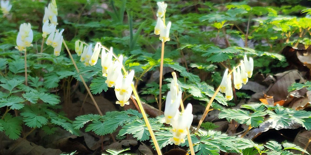 Guided Wildflower Hike - Penny's Bend