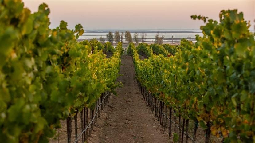 Mitchell's Steakhouse: Rombauer Wine Dinner