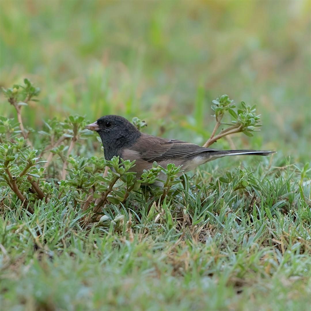 Nagasawa Park Community Birding with Feminist Bird Club