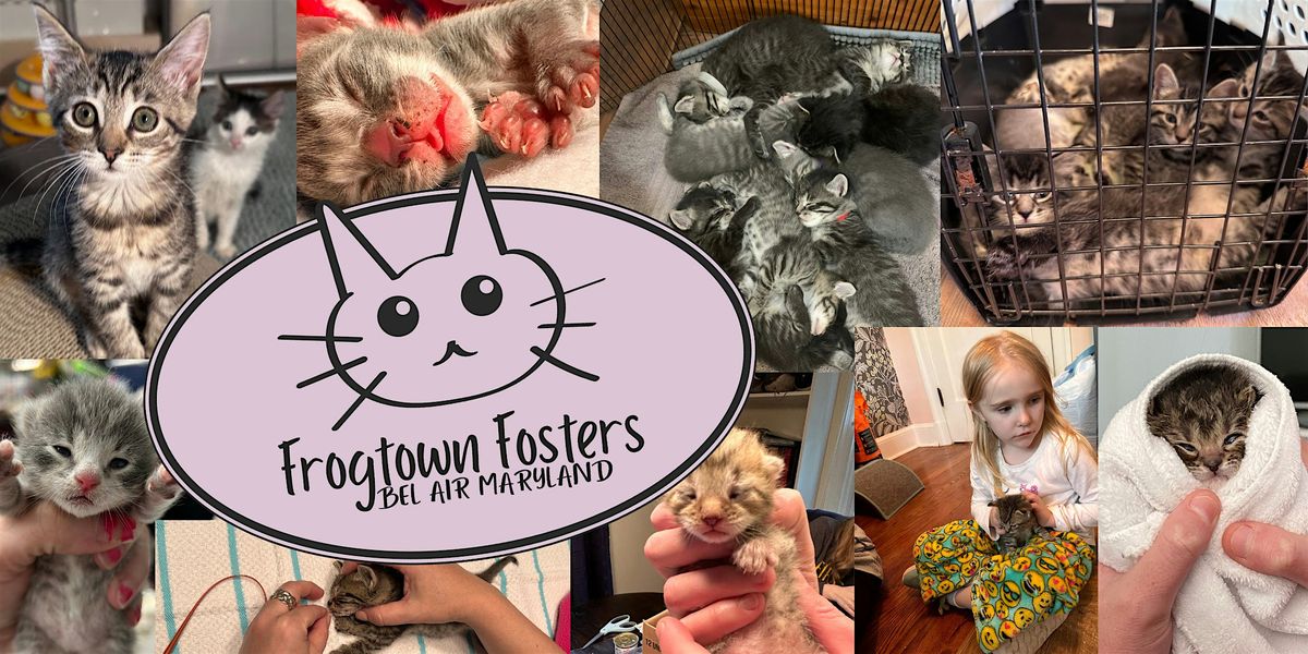 Frogtown Fosters 2025 Kitten Class