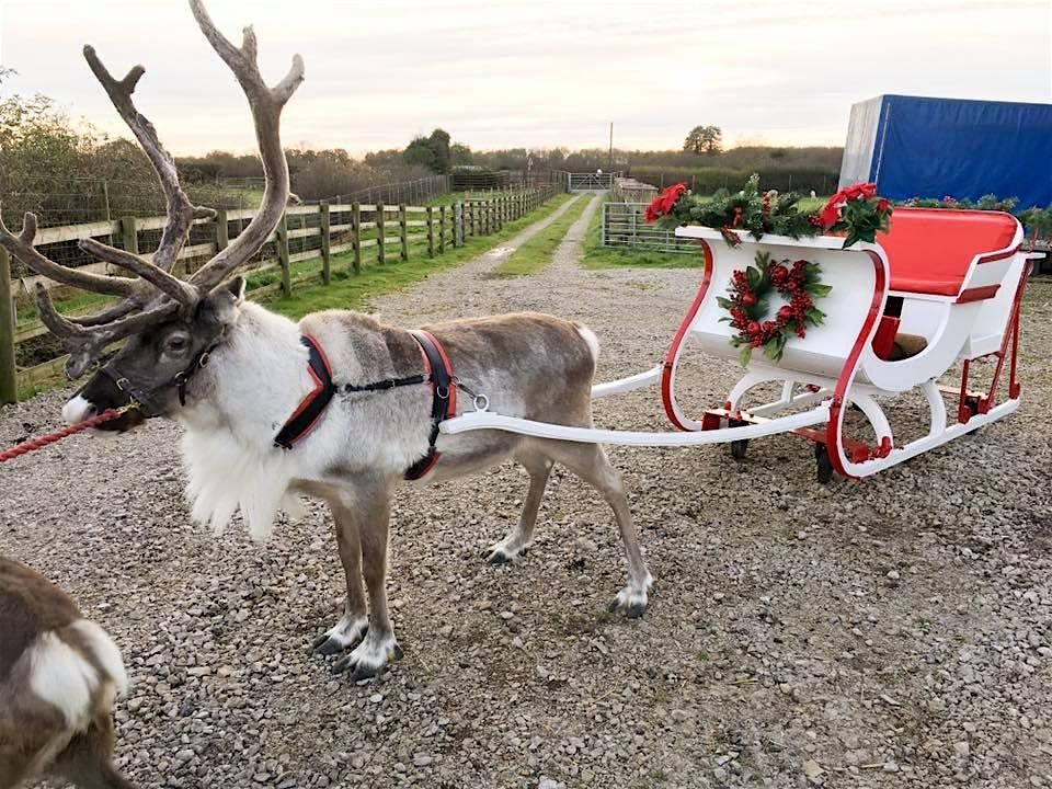 Reindeer Meet & Greet