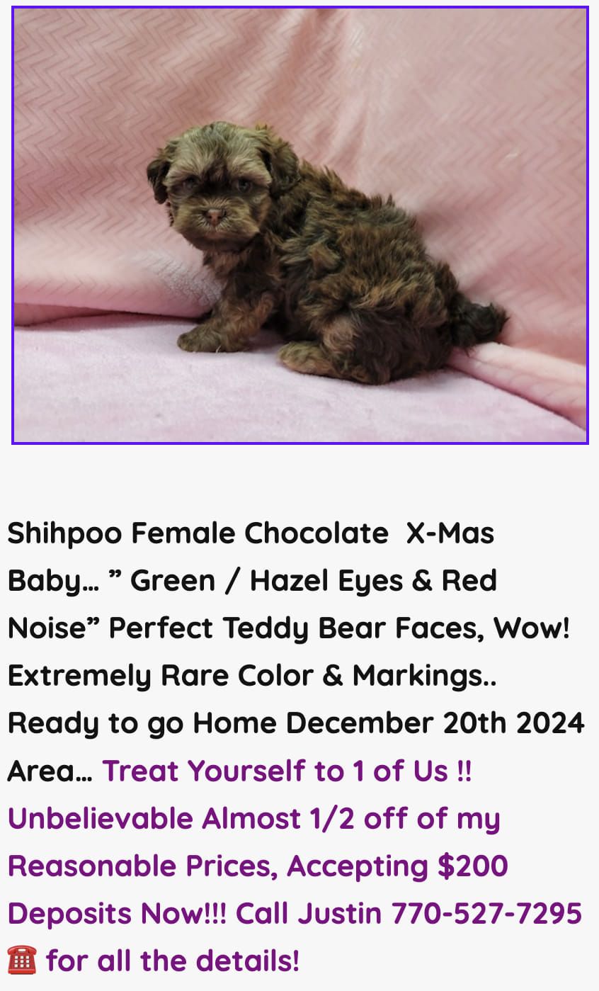 Shihpoo X-Mas Babies