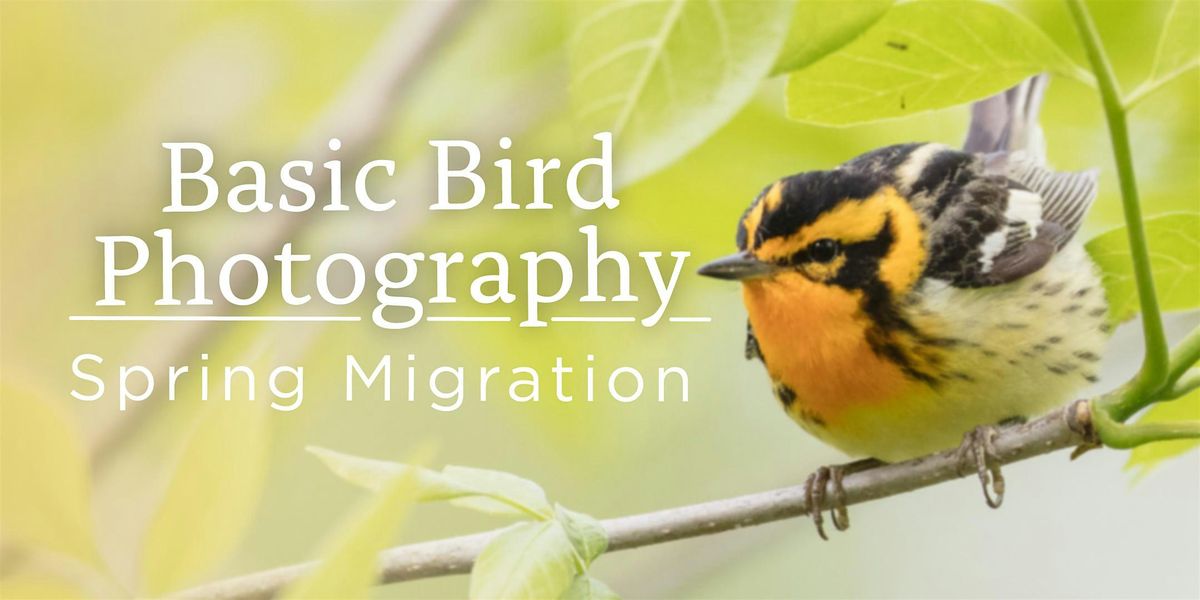 Basic Bird Photography - Spring Migration Preparation