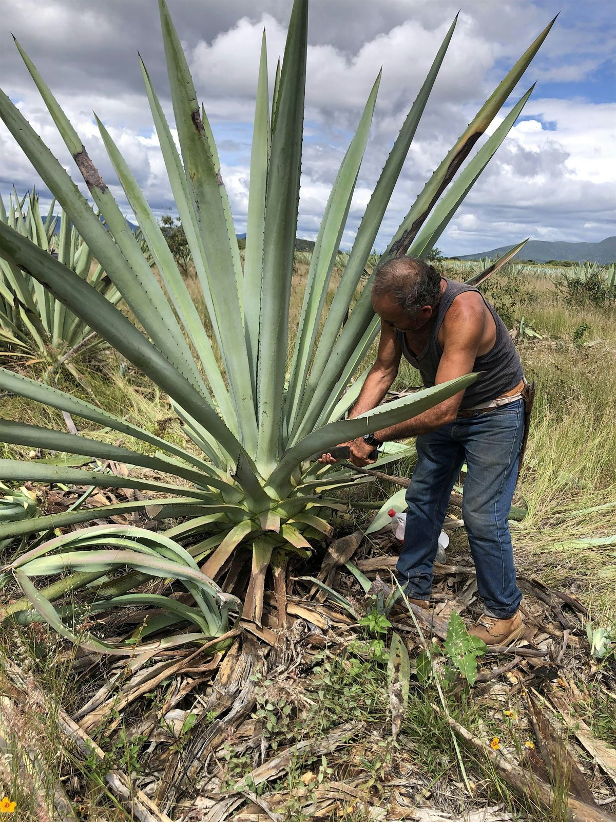 Mezcal vs. Tequila: An Intro to Agave Spirits