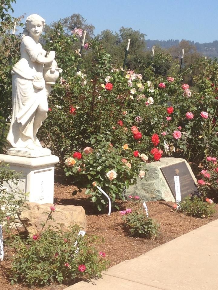 Spring Rose Pruning Class