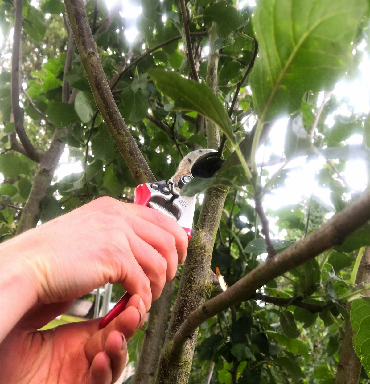 FRUIT TREE PRUNING AND GENERAL WOODLAND GARDEN CARE