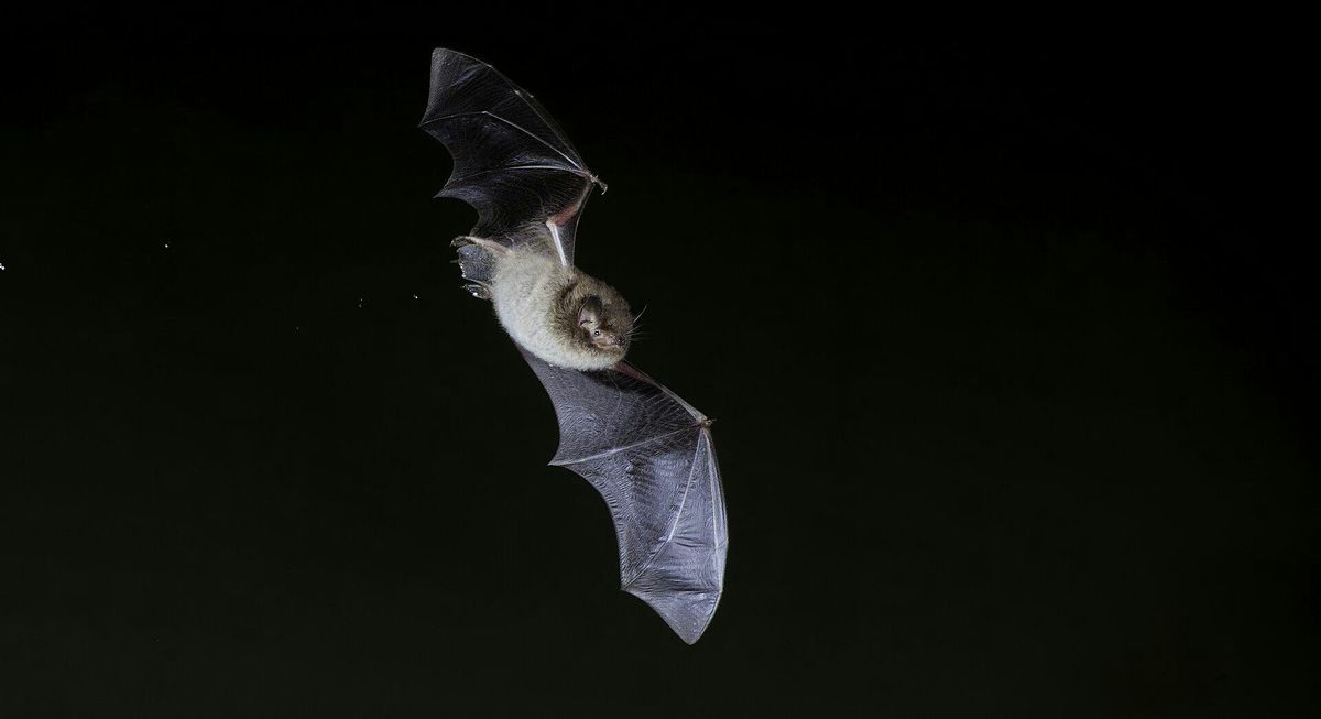 Bat walk at Walthamstow Wetlands