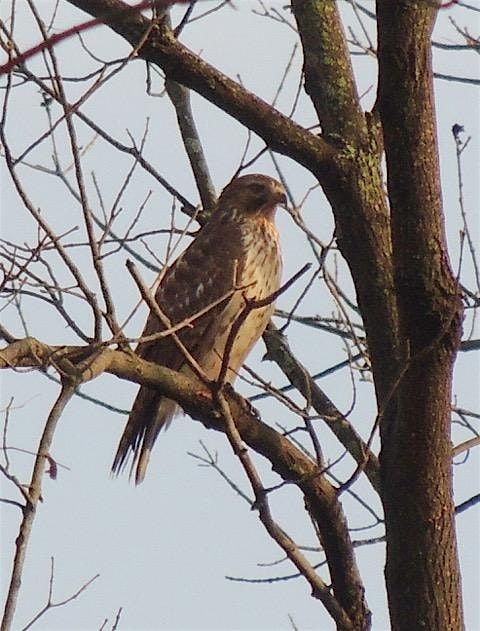 Hawk Walk at Four Mile Run