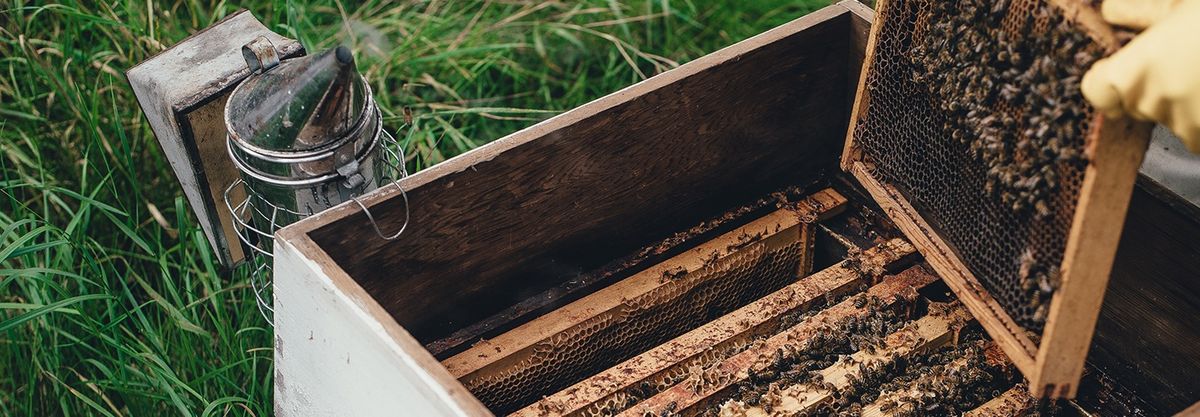 Beekeeping with a Flow Hive in the Canberra Region