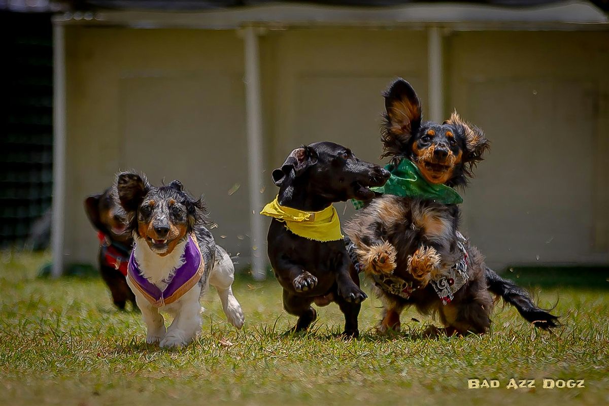 Wiener Dog Derby at Tampa Bay Downs Oktoberfest