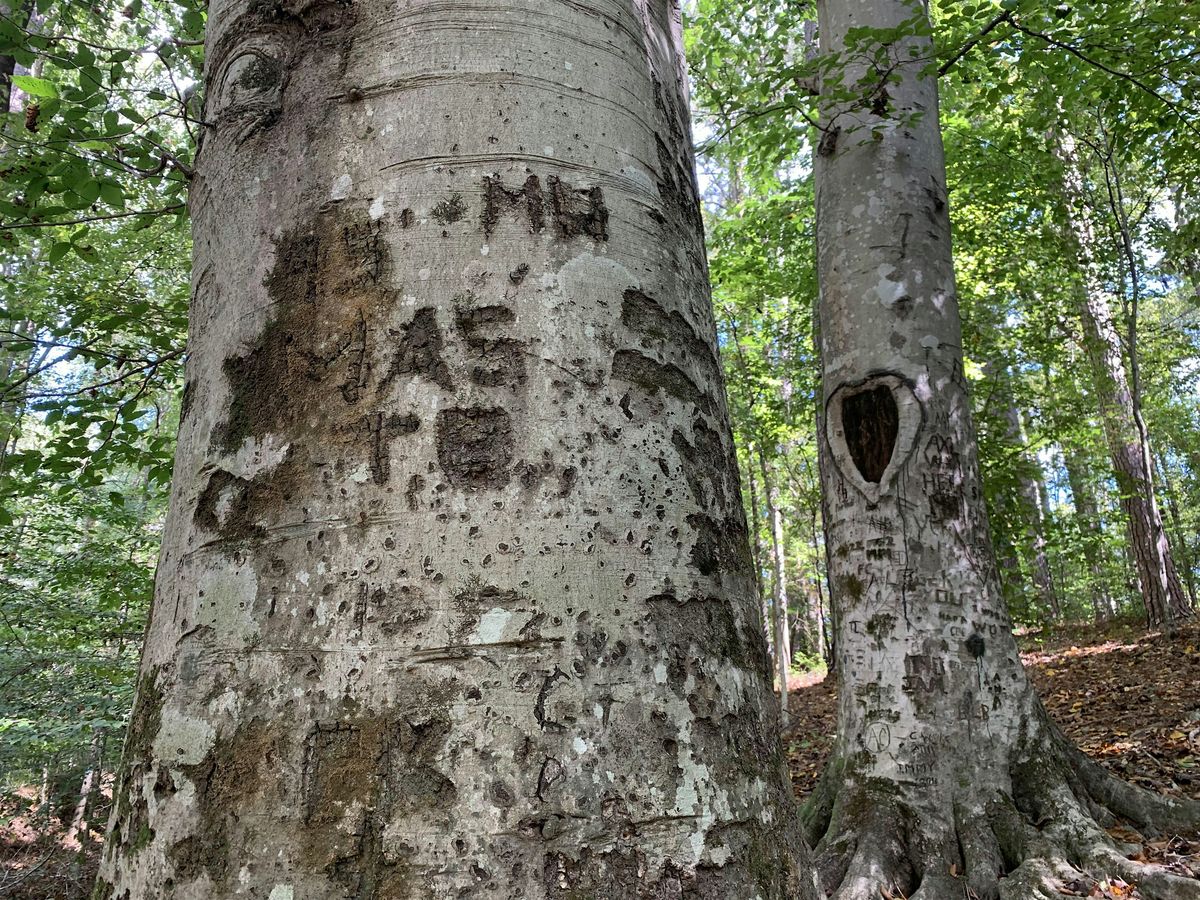 Tree Detectives! Tree ID for Kids