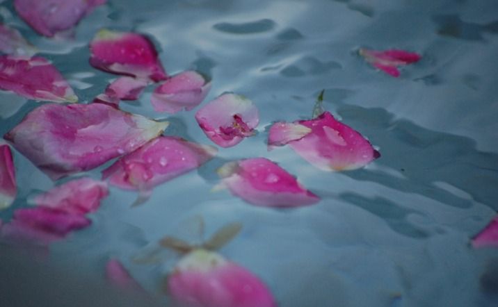 Petals to Potions: Crafting Your Own Rose Water