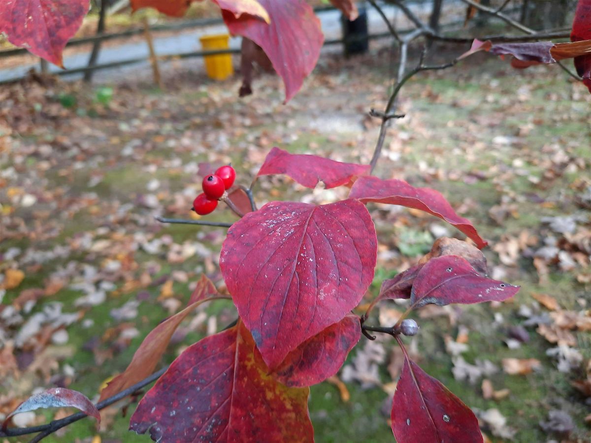 Wednesday Walk: Berries & Nuts, the Seeds of Trees & Shrubs