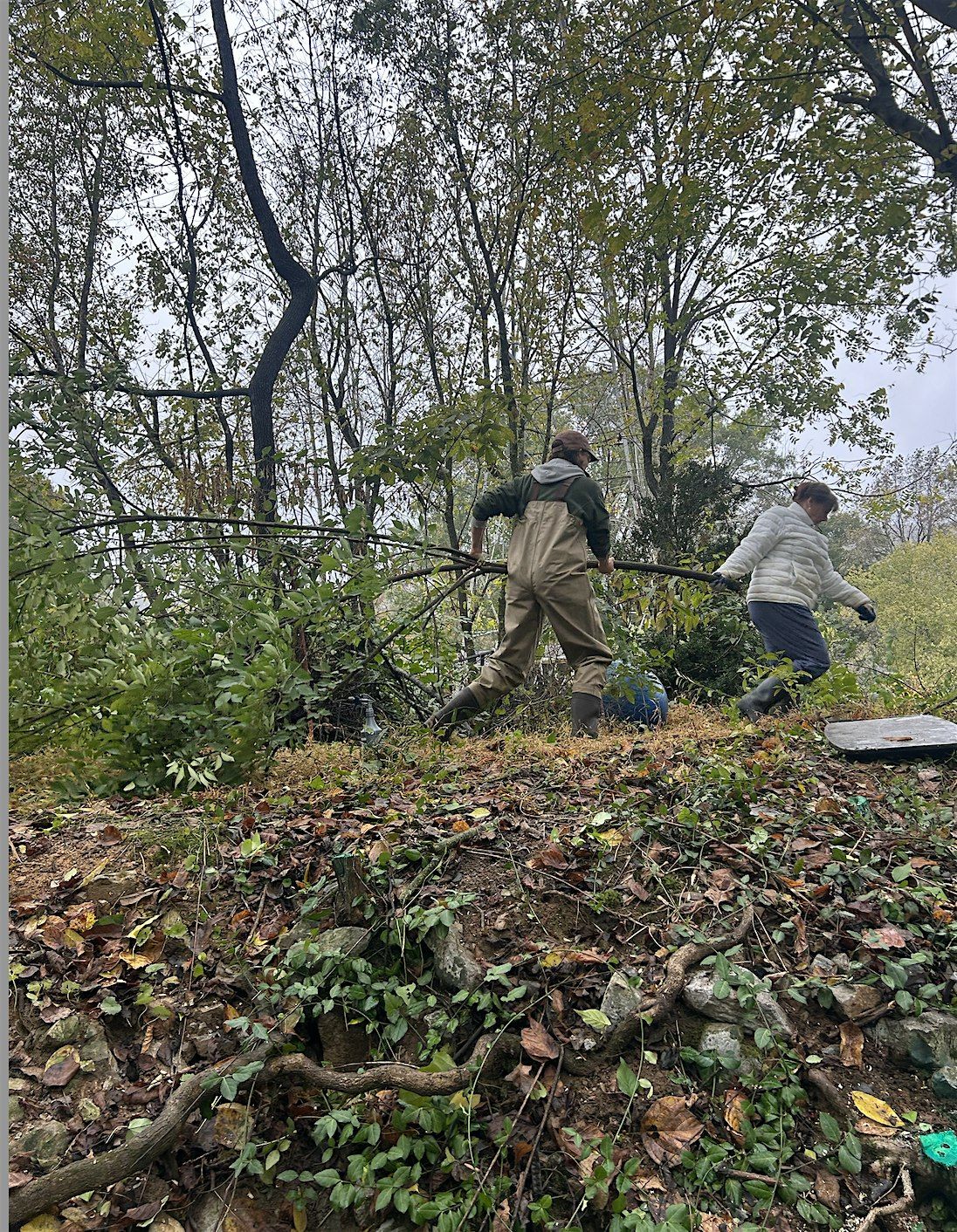 Reads Creek Invasive Plant Removal