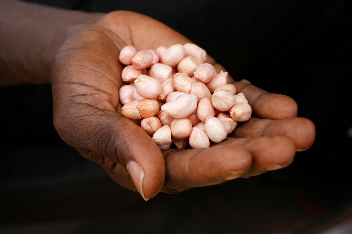 Polycrisis  Network Seminar Series: Aflatoxin\u2019s Cartographies