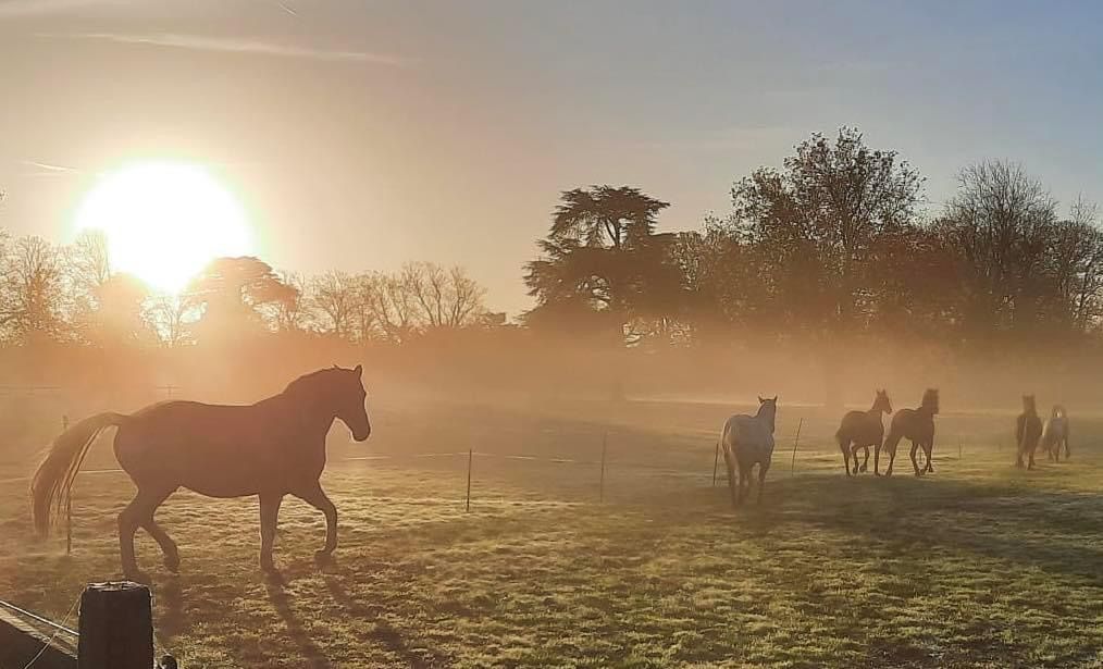 Summer Solstice Journalling with the Horses