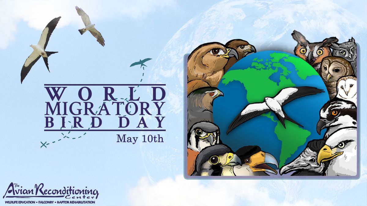 World Migratory Bird Day