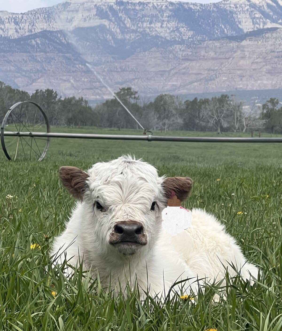 Now Booking into late June and beyond. Don\u2019t Miss Your Chance to Meet the Micro-Mini Cows   