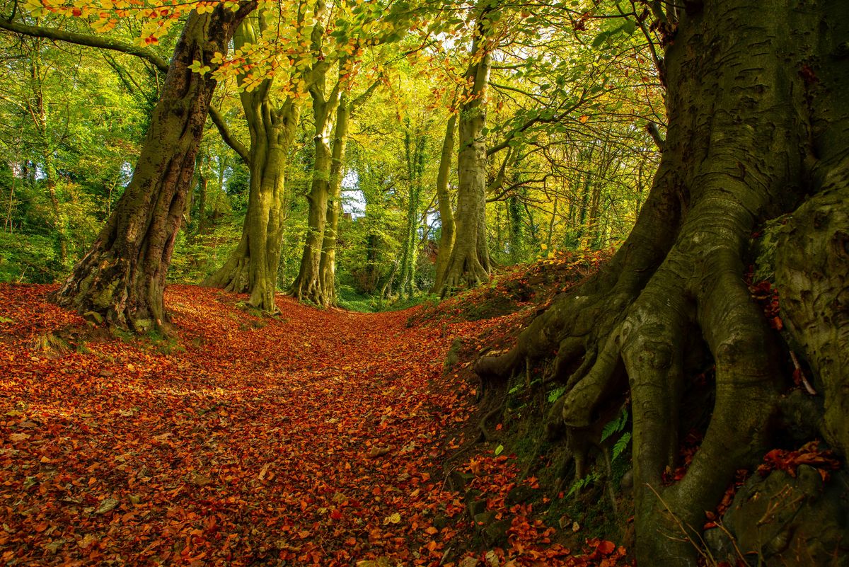 Kersal Dale Conservation Session