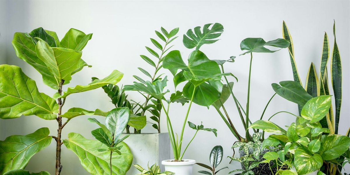 Houseplants 101