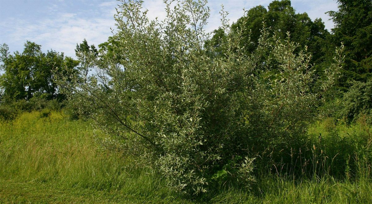 Invasive Plant Training Workday with TNC & Blue Ridge PRISM